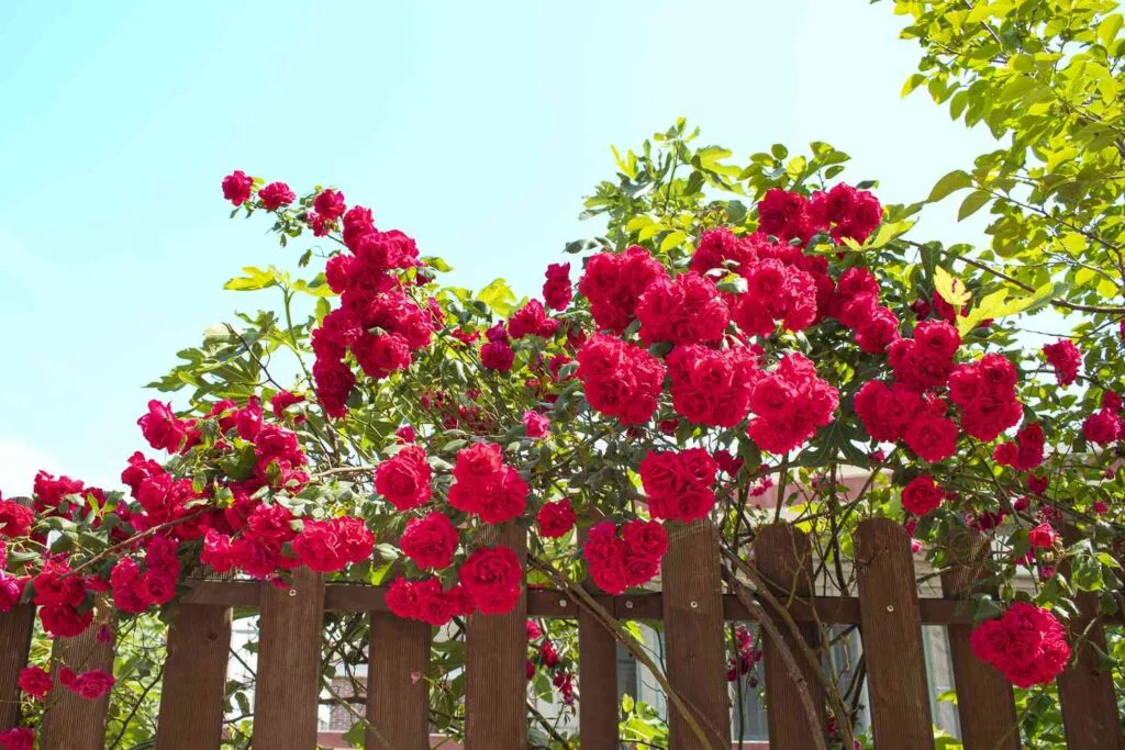 The King’s Roses NWBKA: A Tale of Mystery and Majesty